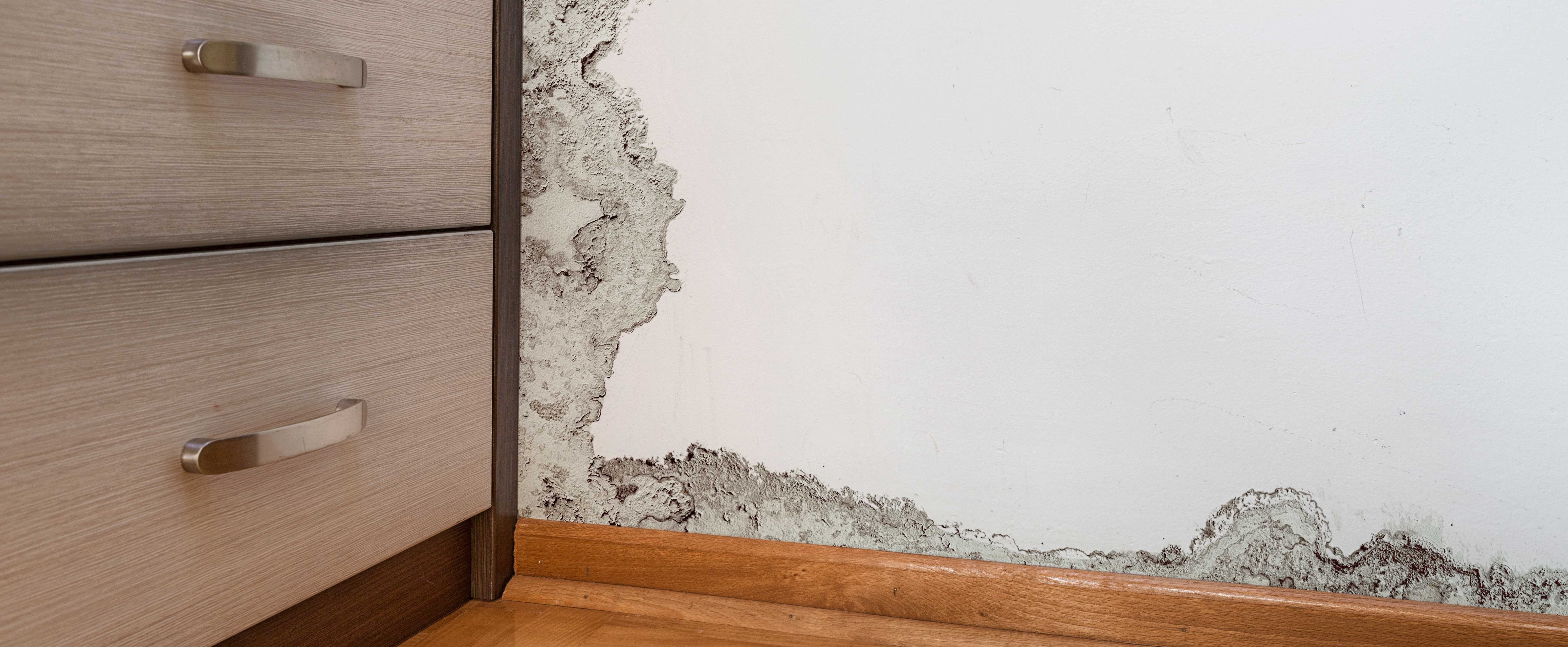 How Long Before Mold Grows in a Flooded Home? - Mold Removal Springfield MO