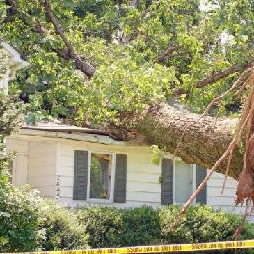 Steps To Take After Storm Damage in Springfield Missouri