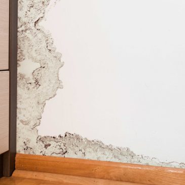 Detecting Walls That Need Water Damage Cleanup in Springfield Missouri
